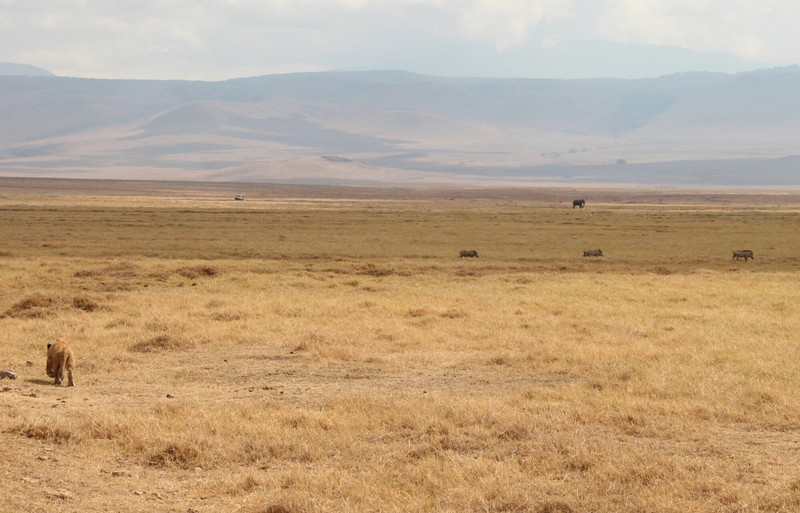 Juvenile Male stalking warthogs