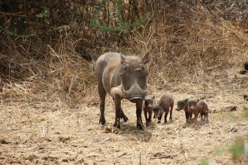 Warthog and her babies
