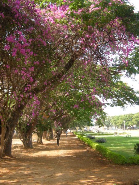 Allee fleurie de Mysore