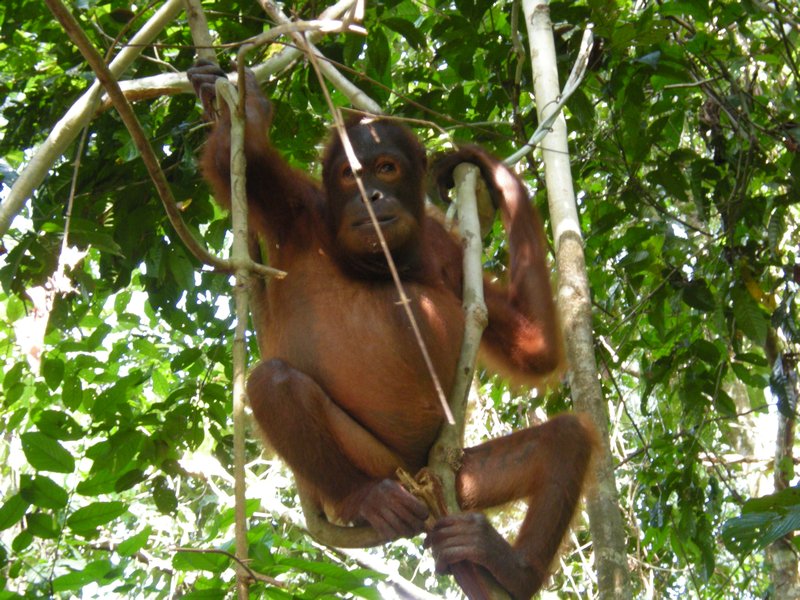 Bornéo - orangutan #3