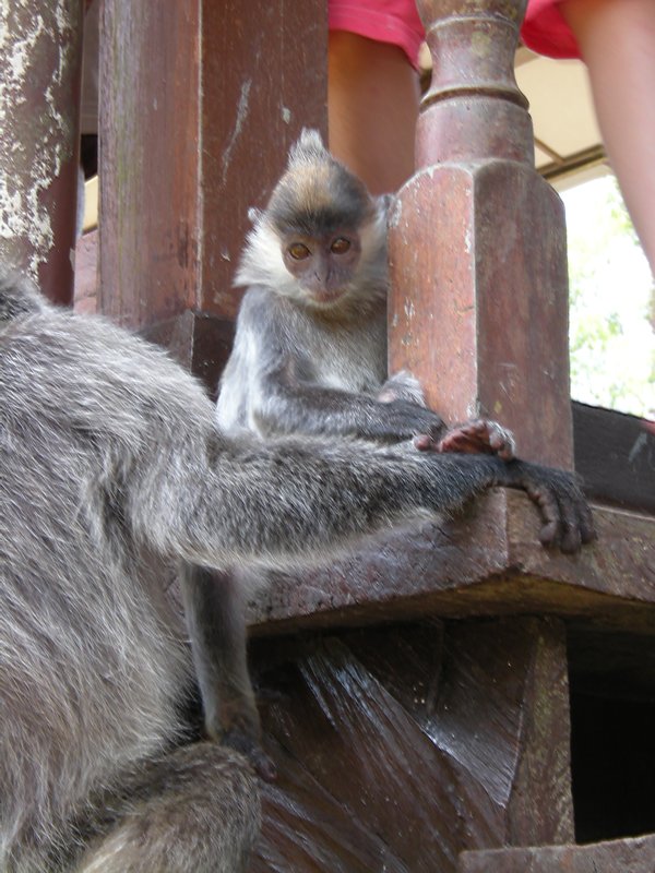 Bornéo - Singe de gibbon #2