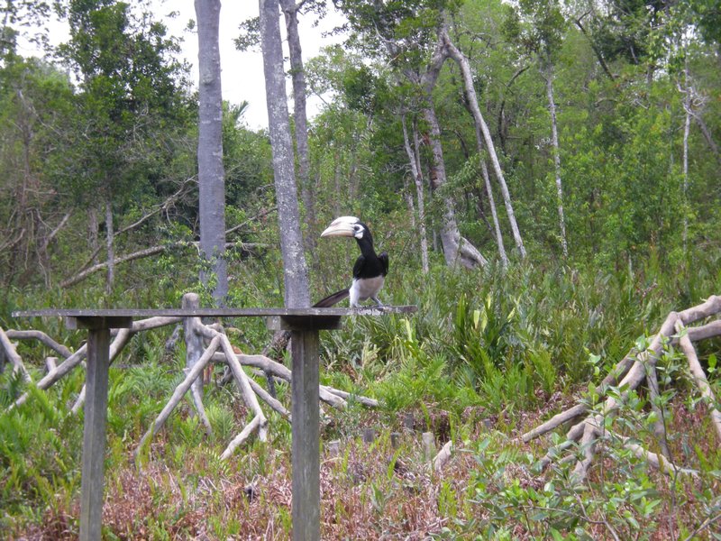 Bornéo Hornbill noir-