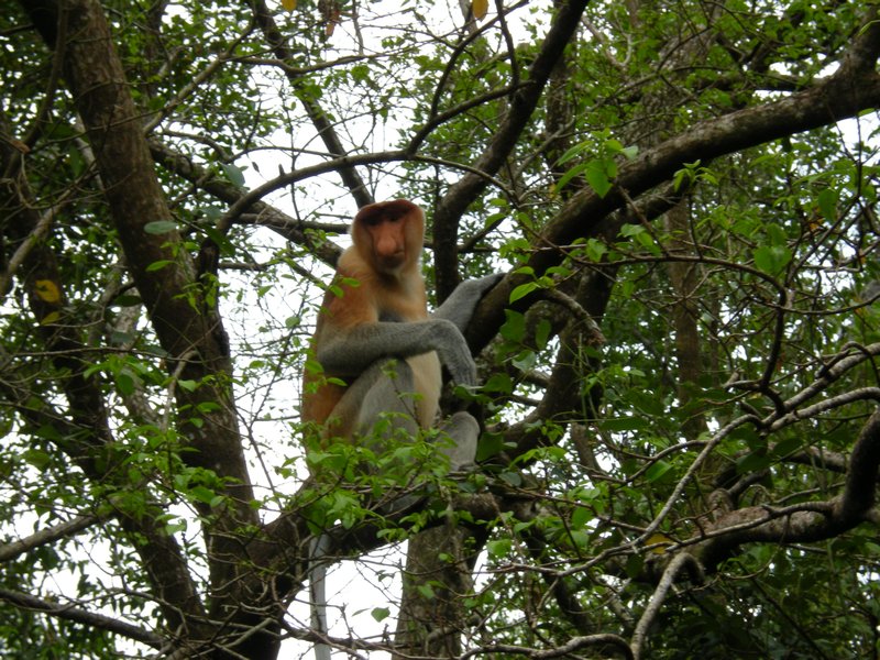 Bornéo - Singe proboscis #1