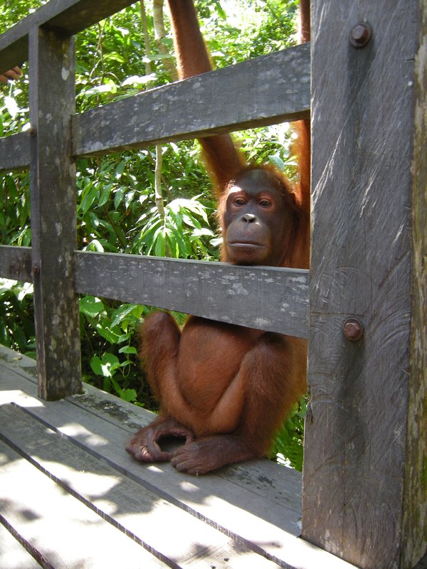 Bornéo - orangutan #1