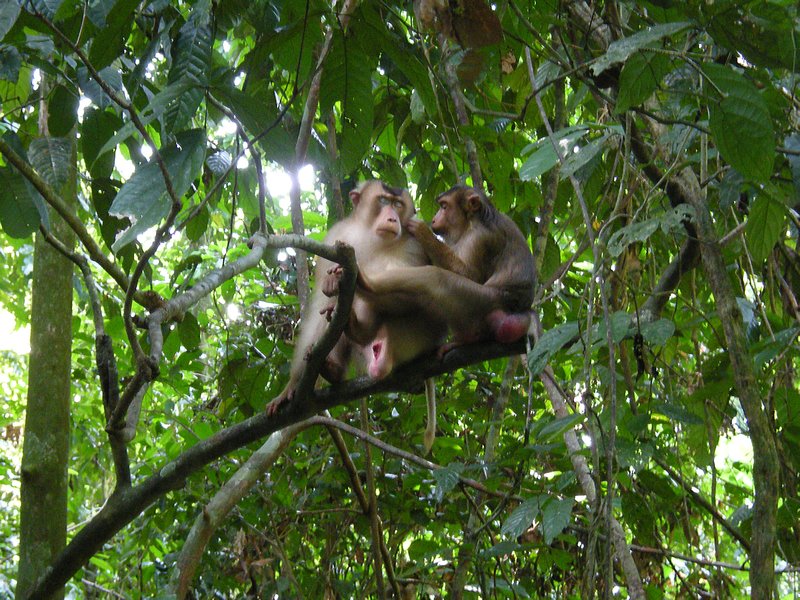 Bornéo - singe ''à queue de cochon''