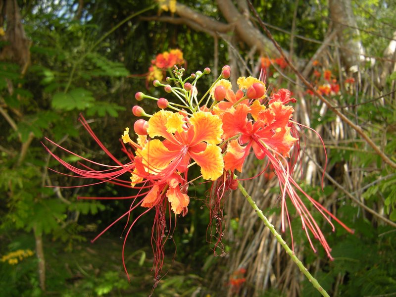 Bornéo -  une belle petite fleur croisée sur la route...