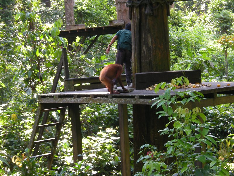 Bornéo - Un orangutan arrive sur la plateforme