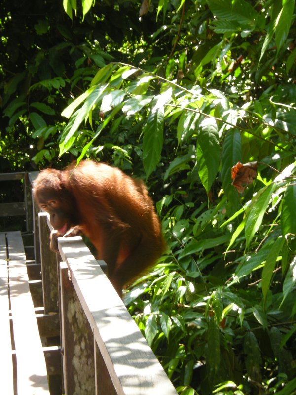 Bornéo- l'arrivé d'un orangutan