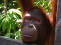 Bornéo - orangutan #2