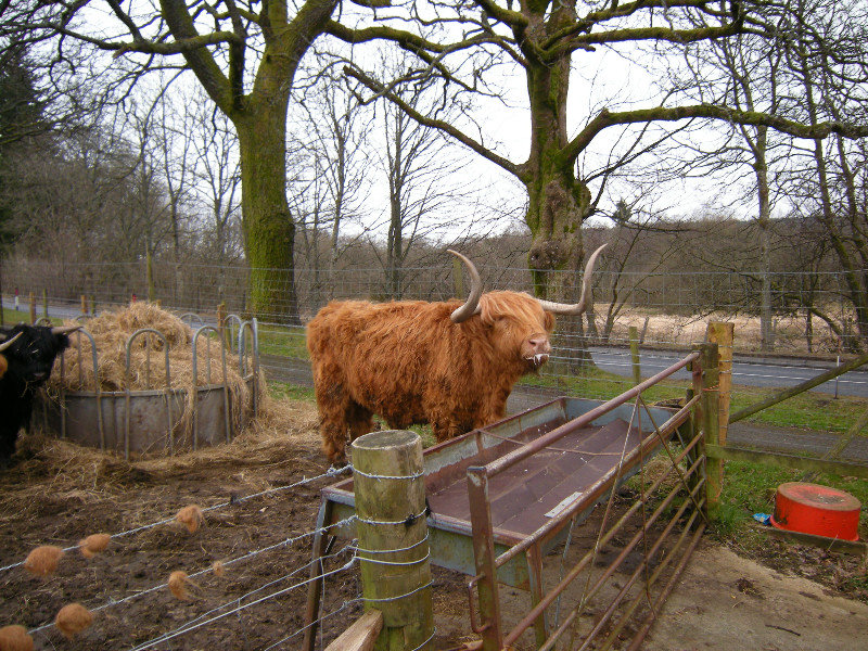 Hairy cow... 