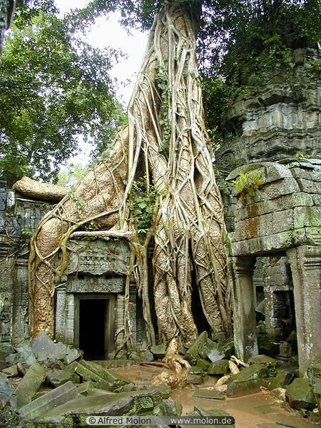 It was so amazing how the trees grew over the temples