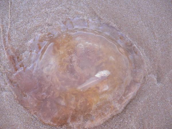 A washed up jellyfish which had just had a meal!