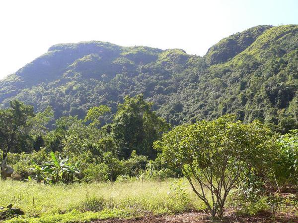 Lush green scenery during our trek on Cat Ba island 