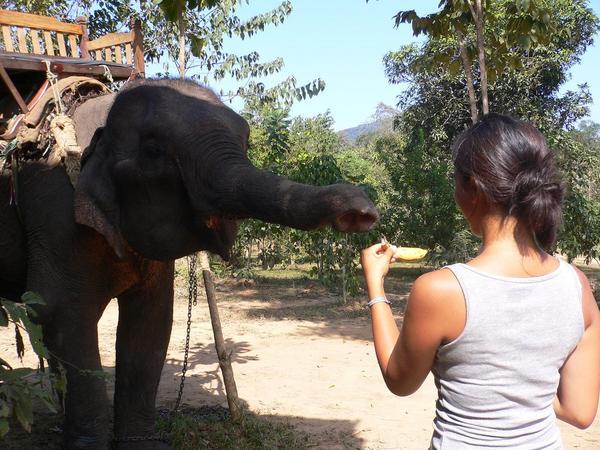 Teasing my elephant with a banana
