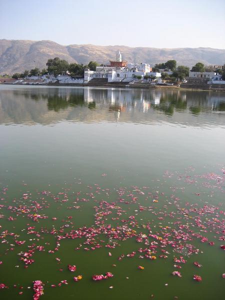 Flowers floating in the lake, after puja