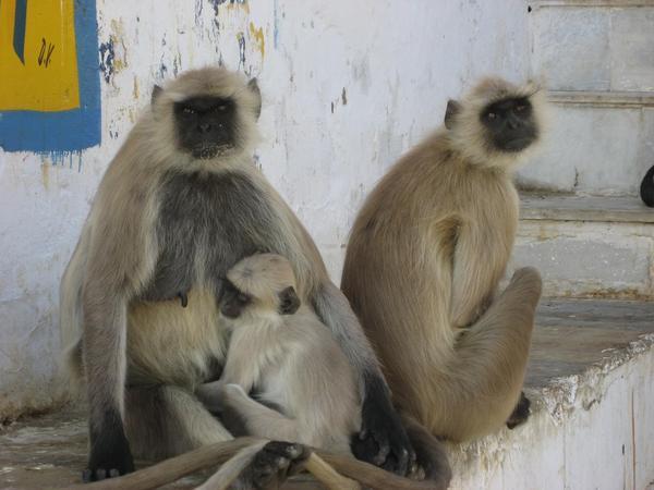 Mean looking monkeys