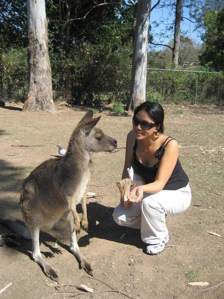 In conversation with a kangeroo