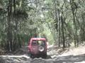 Driving through the rainforest