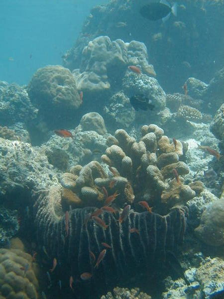 Pretty corals