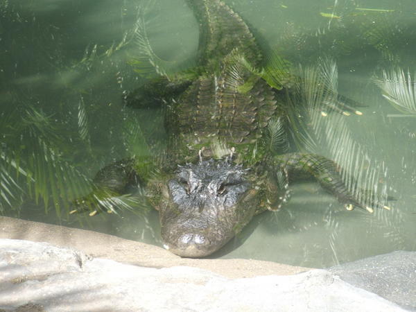 a croc