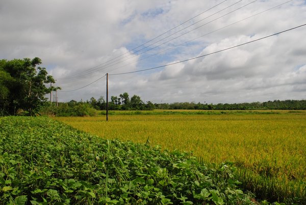 los arrozales del Delta del Mekong