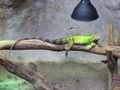 Lazy Lizard