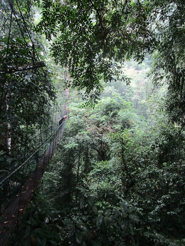 Suspended in the Canopy