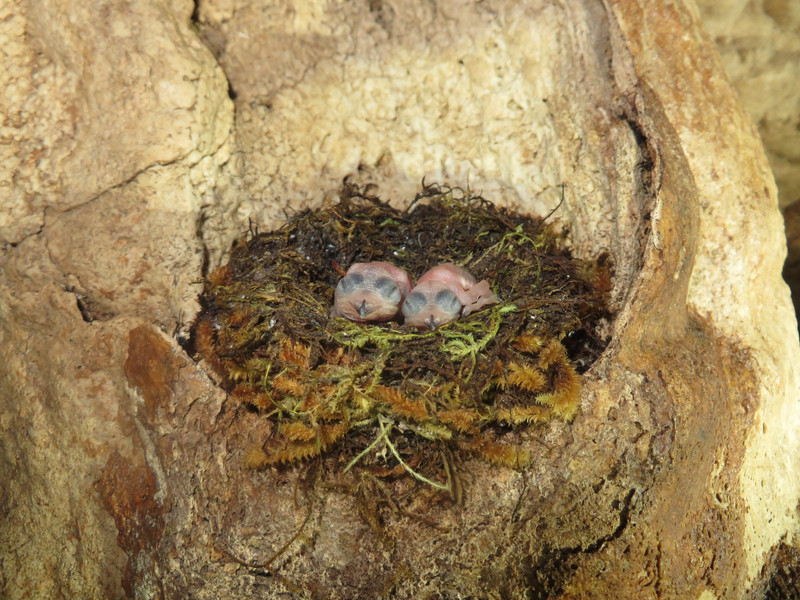 Teeny Tiny Swiftlet Hatchlings