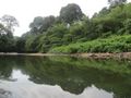 Rainforest Reflections