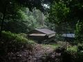 Shelter from the Rain(forest)
