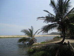 Palm Tree Swimming