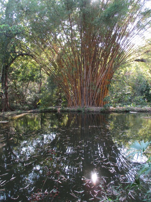 Reflected Bamboo