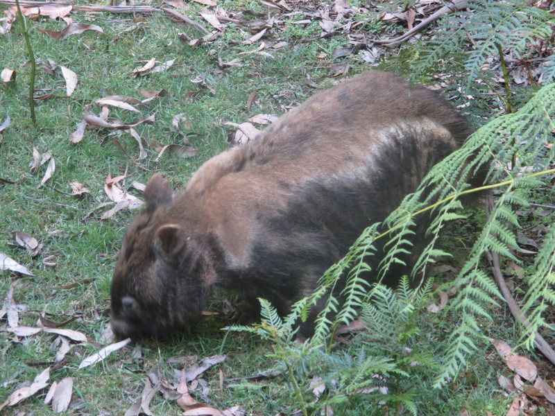 Two-tone Wombat