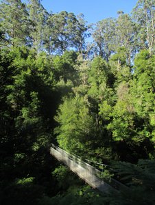 Majestic Mountain Ash Forest