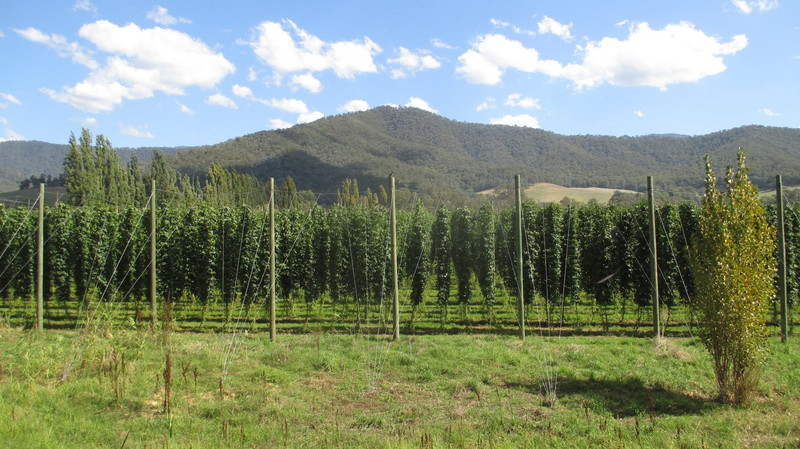High Country hop fields
