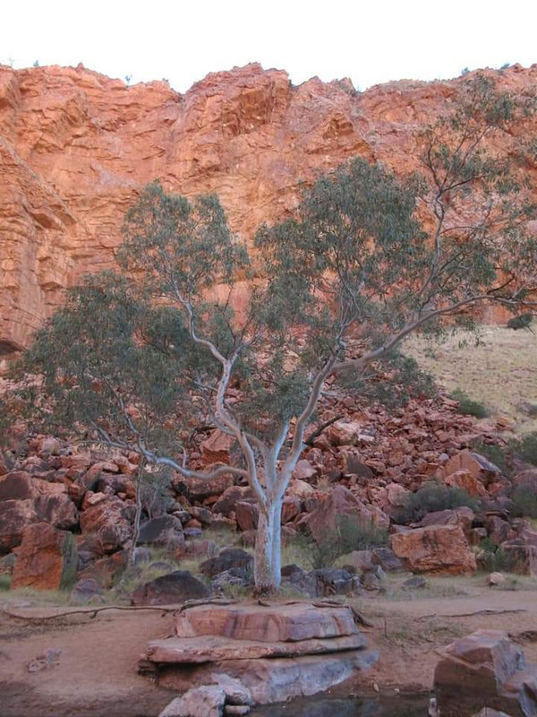 Red Rocks and River Red Gums
