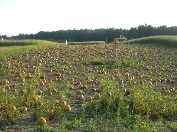 Pumpkin fields