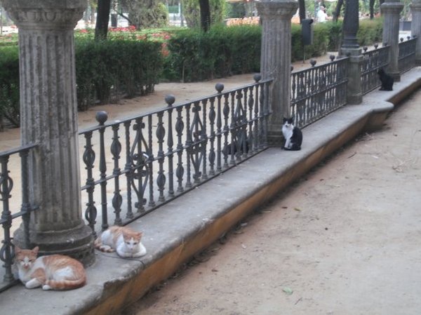 In southern Italy it's dogs, in southern Spain it's cats