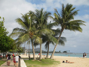 Every Hawai'ian beach needs palm trees