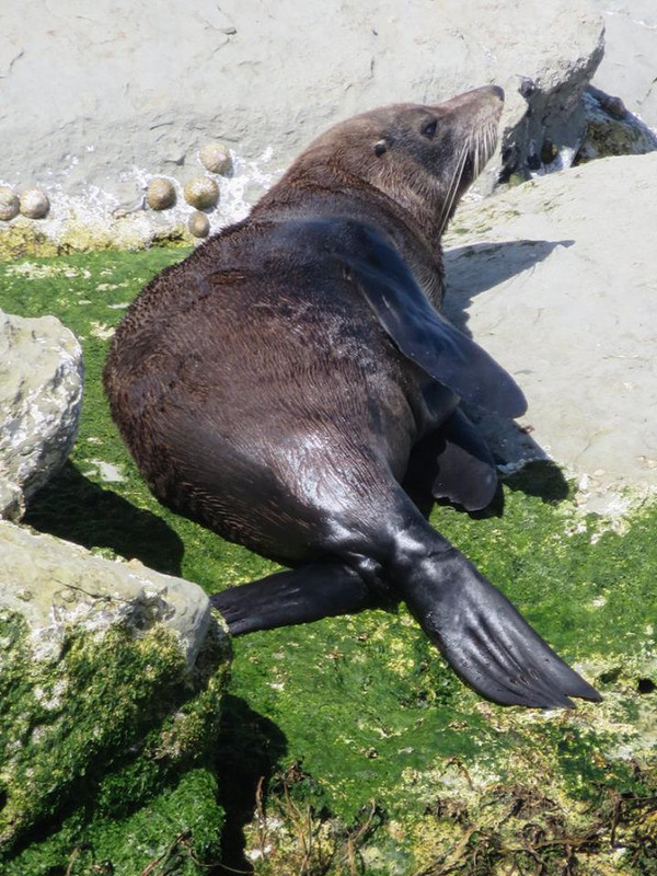 Seal Sunbathing