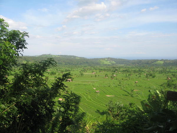 View over the rice fields