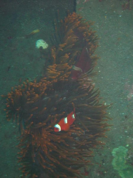 I Found Nemo