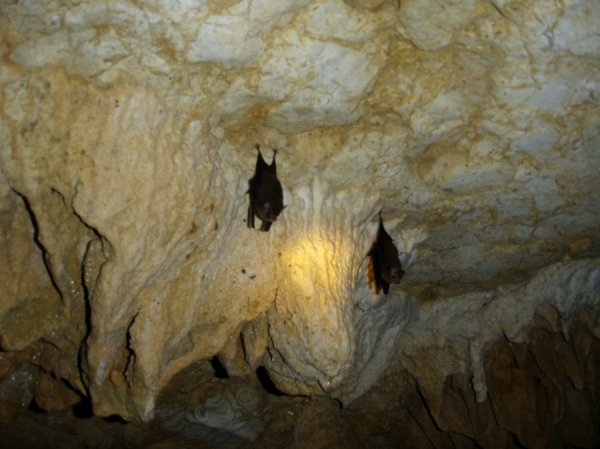 To the Bat Cave! | Photo