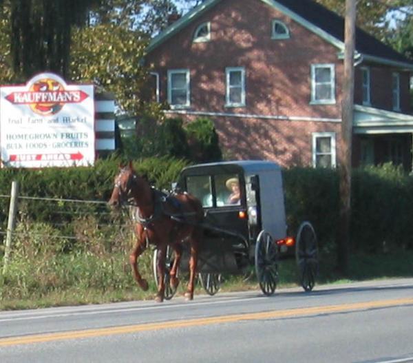 Our first Amish horse & buggy.