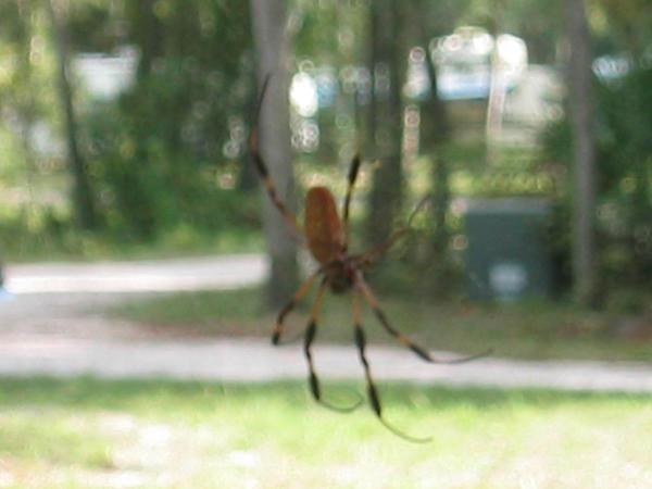 Southern spider