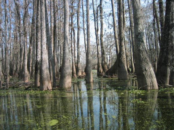 Swamp view