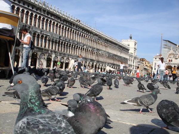 Pigeons everywhere