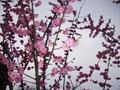 pink blossom in Jinli