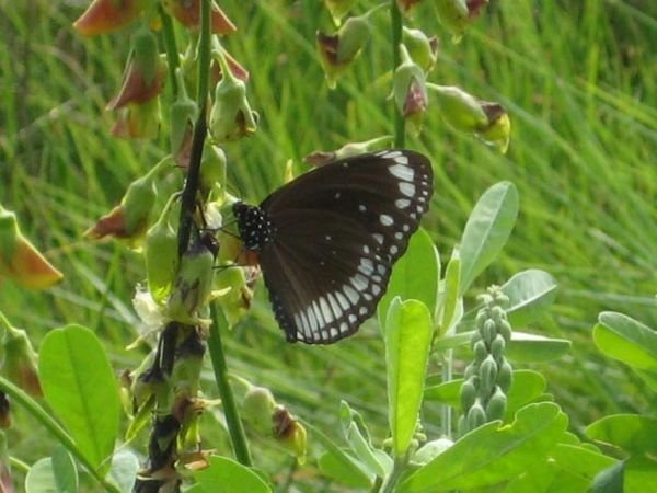 Sundarban Crow butterfly