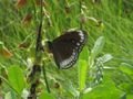 Sundarban Crow butterfly
